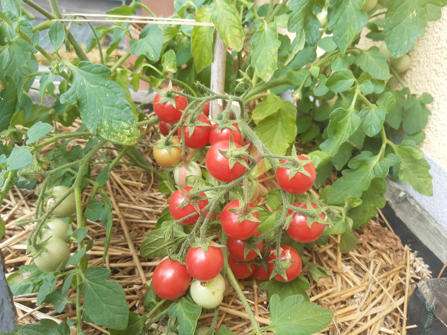 Whippersnapper DER TOMATENFLÜSTERER