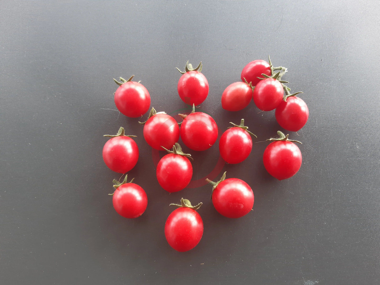 Whippersnapper DER TOMATENFLÜSTERER