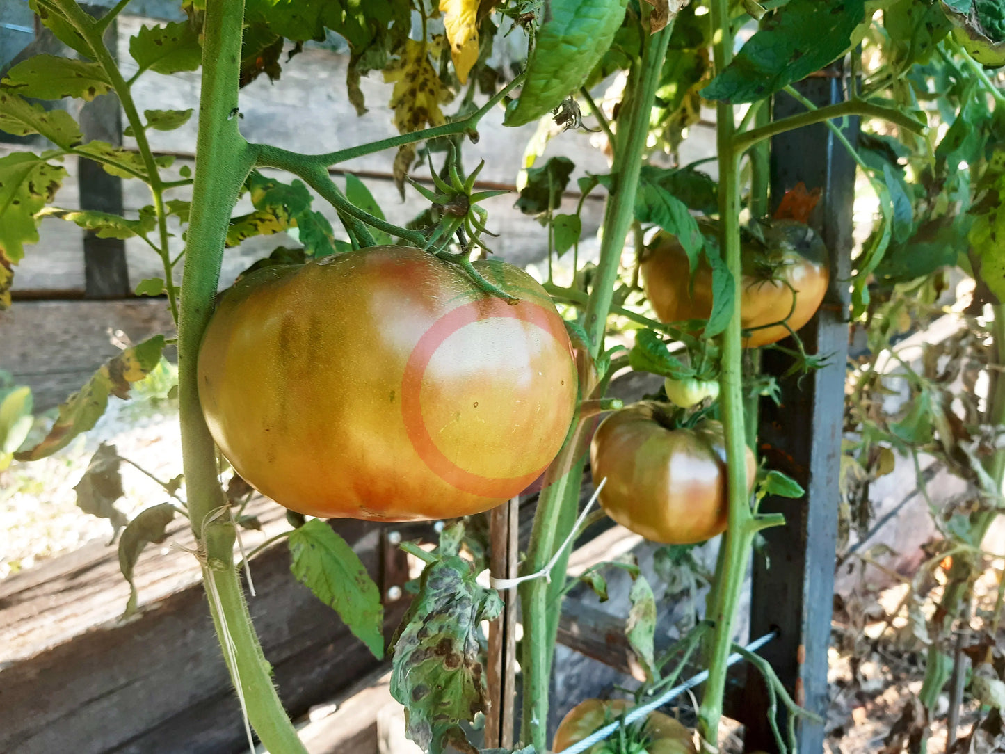 Wildthyme GWR DER TOMATENFLÜSTERER