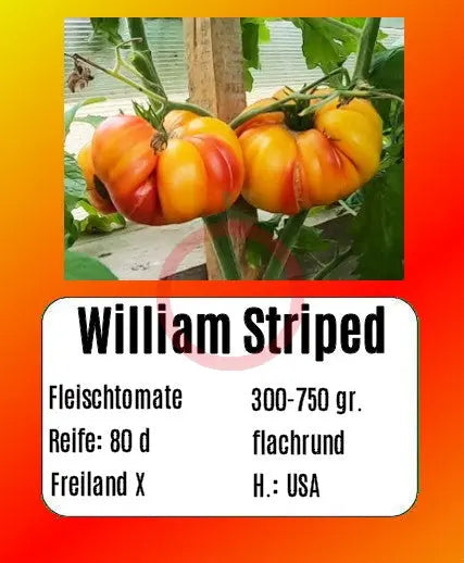 William Striped DER TOMATENFLÜSTERER