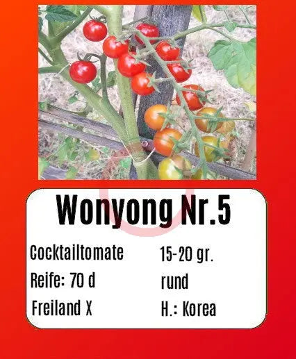 Wonyong Nr.5 DER TOMATENFLÜSTERER