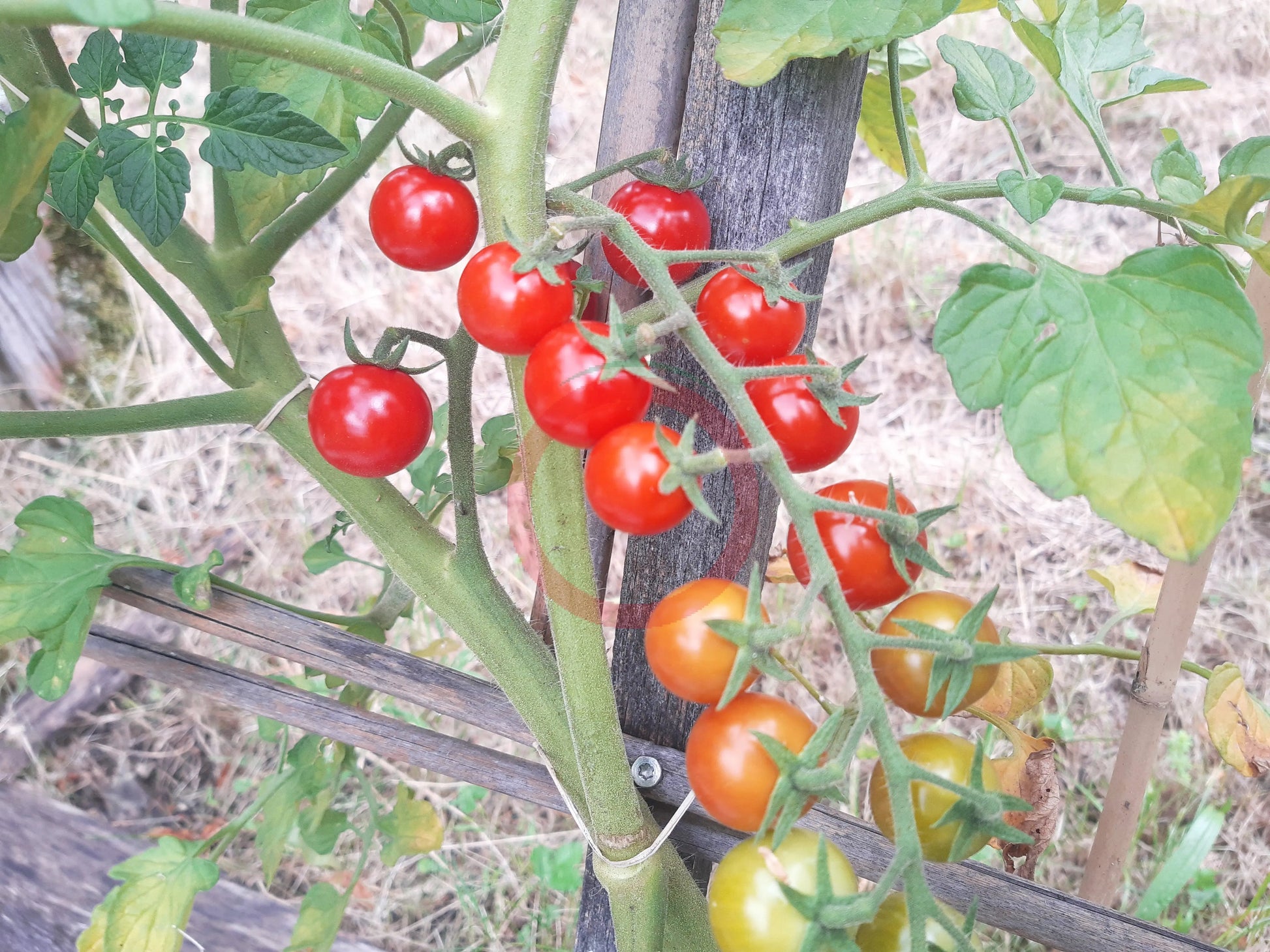 Wonyong Nr.5 DER TOMATENFLÜSTERER