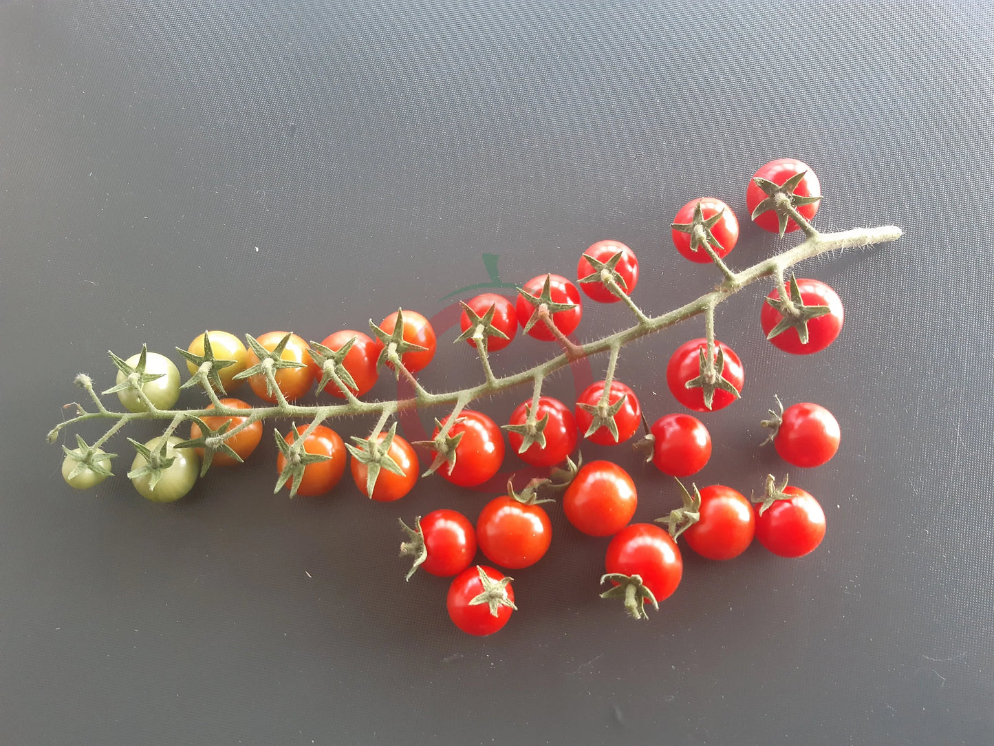 Wonyong Nr.5 DER TOMATENFLÜSTERER