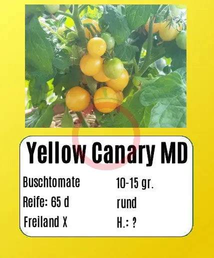 Yellow Canary Micro Dwarf DER TOMATENFLÜSTERER