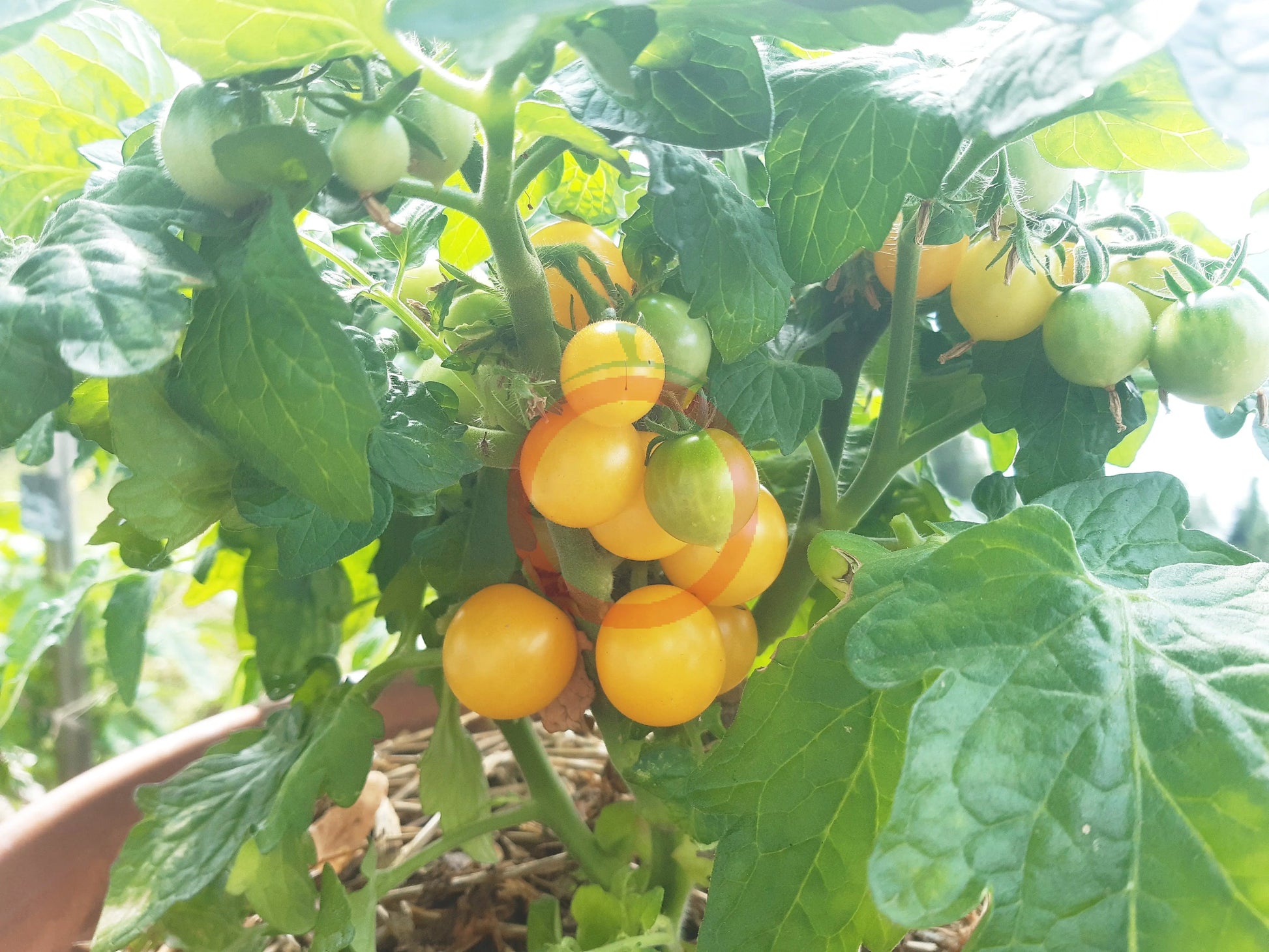 Yellow Canary Micro Dwarf DER TOMATENFLÜSTERER