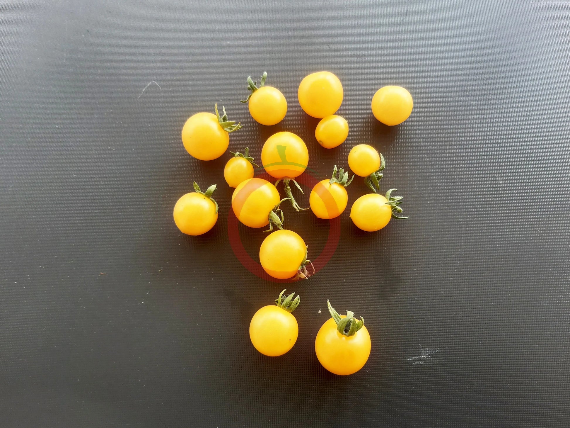 Yellow Canary Micro Dwarf DER TOMATENFLÜSTERER