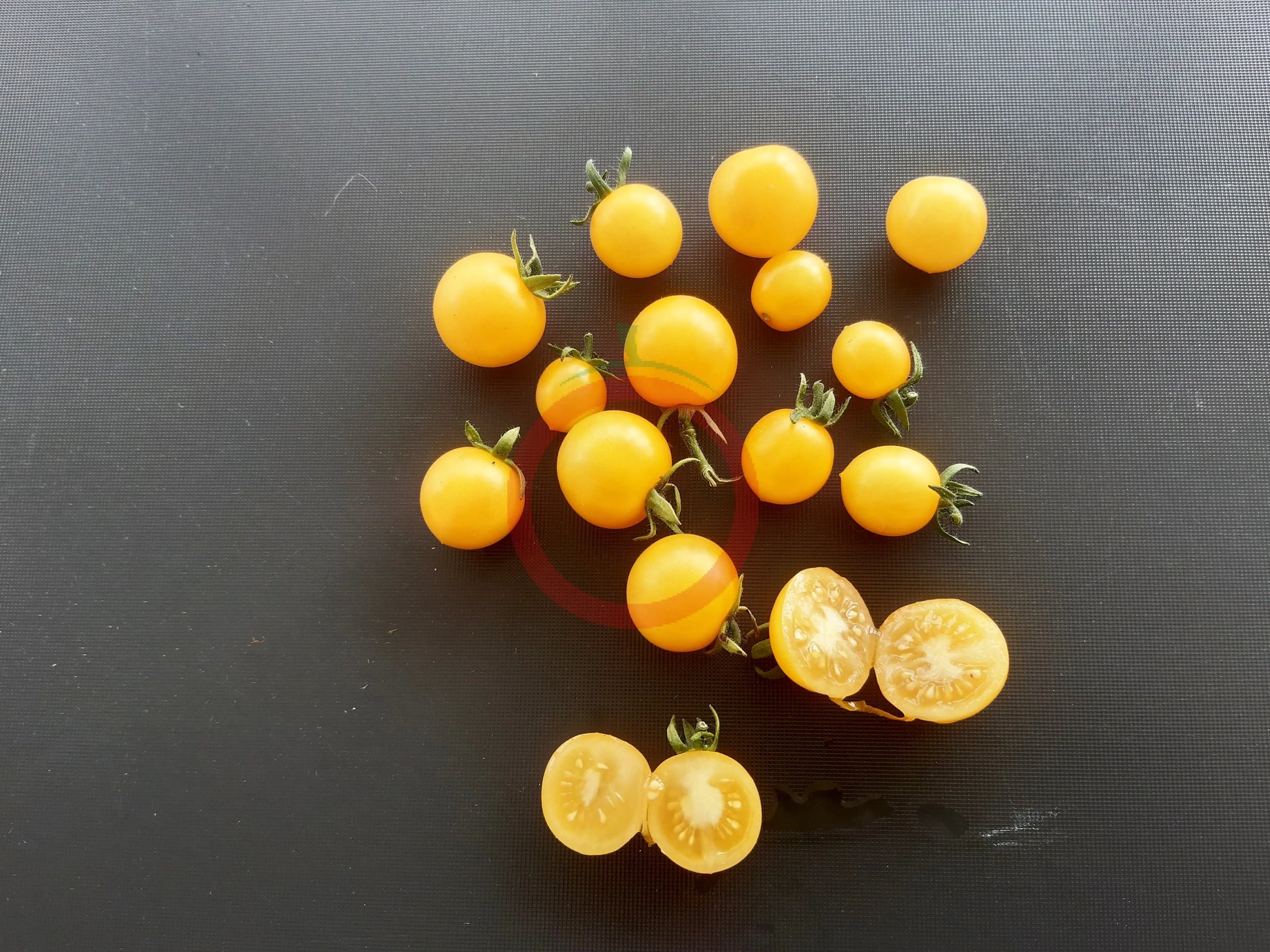 Yellow Canary Micro Dwarf DER TOMATENFLÜSTERER