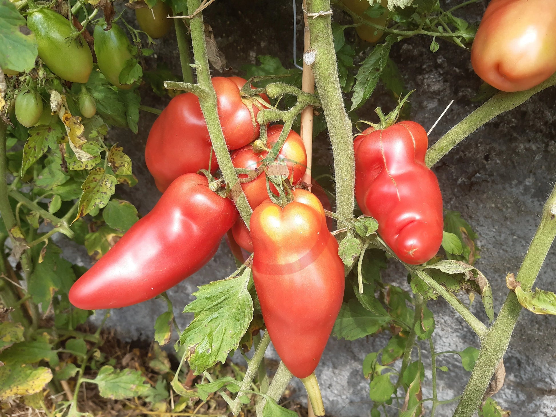 Zagadka Doliny Roz DER TOMATENFLÜSTERER