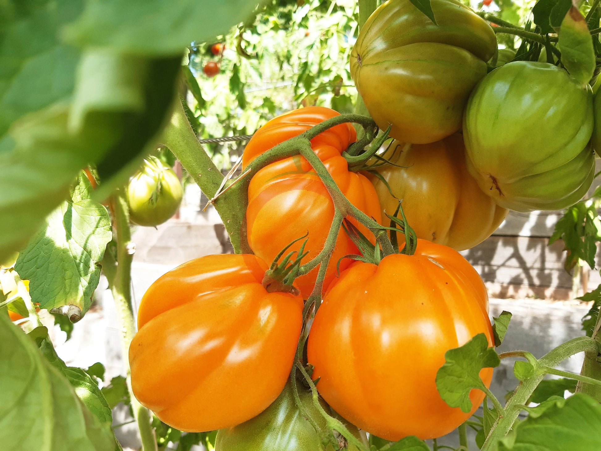 Zheltye Torbochki DER TOMATENFLÜSTERER