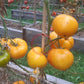 Zolotoy Larets DER TOMATENFLÜSTERER