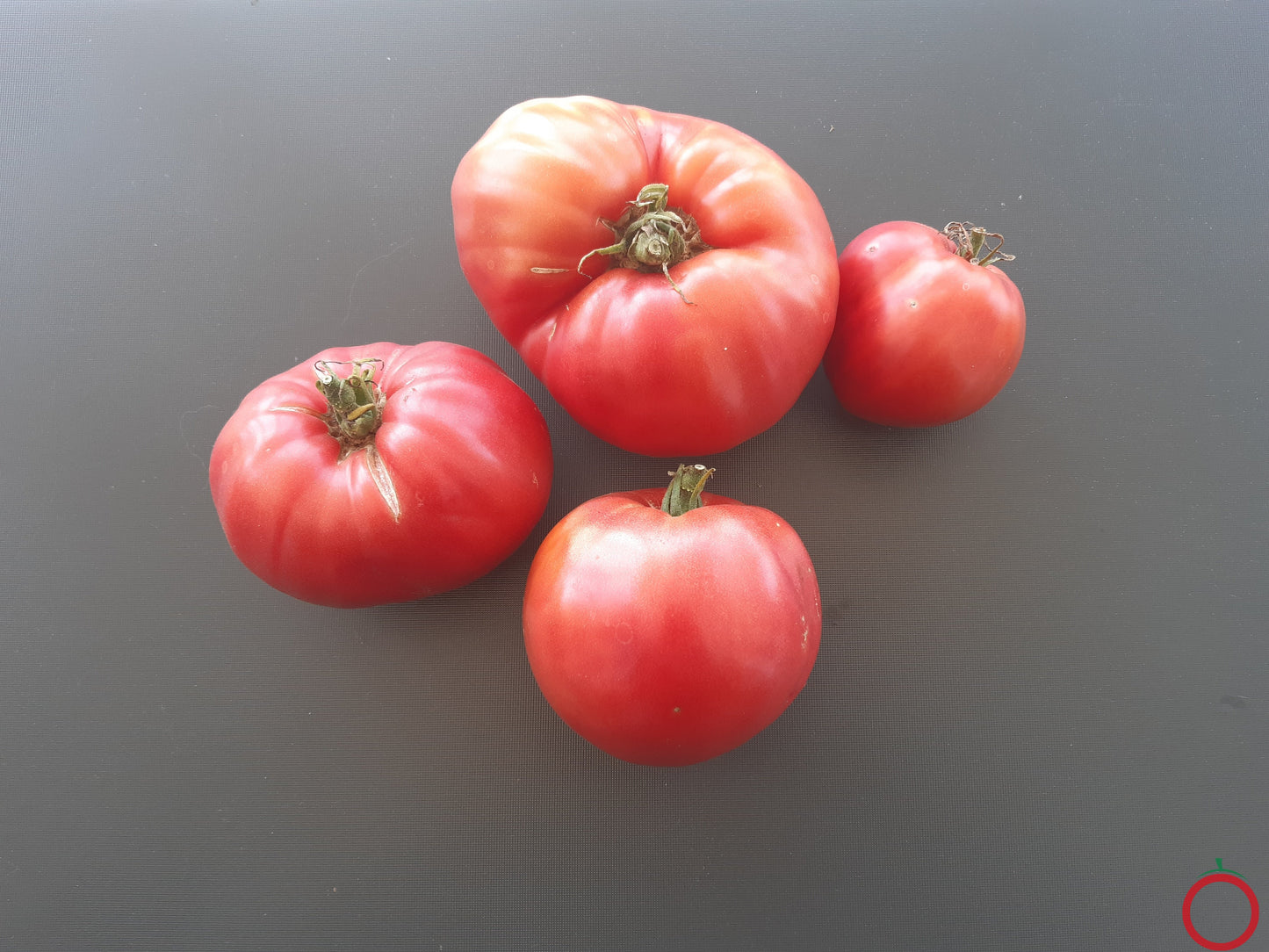 Barski Rosi DER TOMATENFLÜSTERER