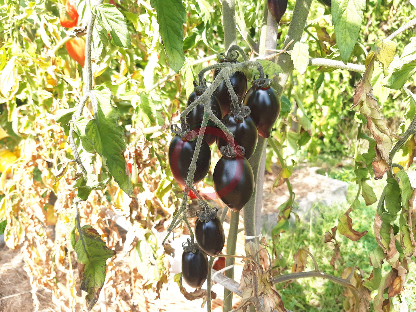 Blue Marzano DER TOMATENFLÜSTERER