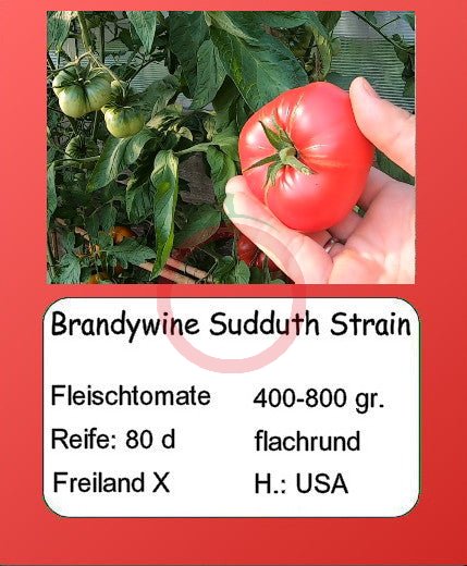 Brandywine Sudduth Strain DER TOMATENFLÜSTERER