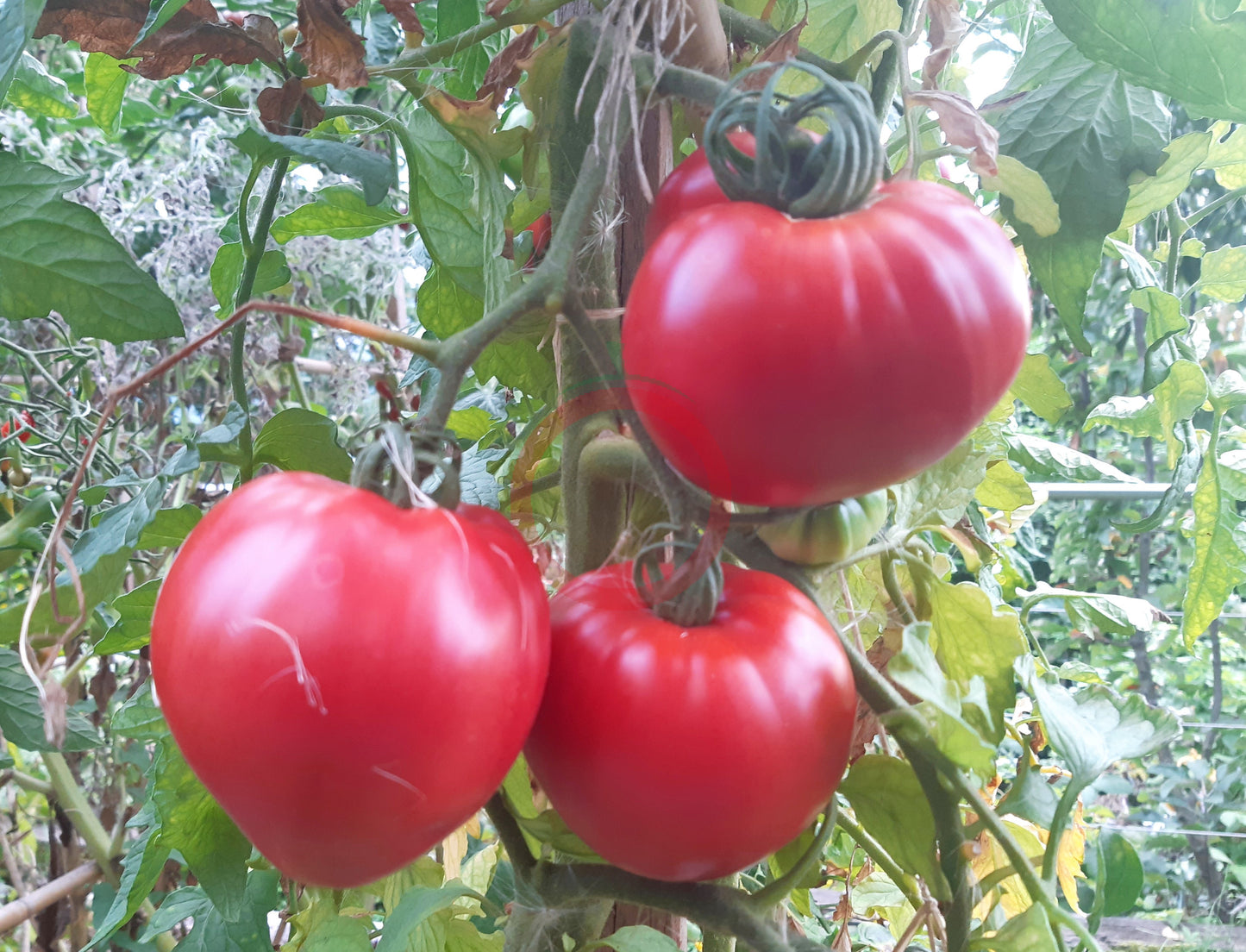 Herztomate Rast DER TOMATENFLÜSTERER