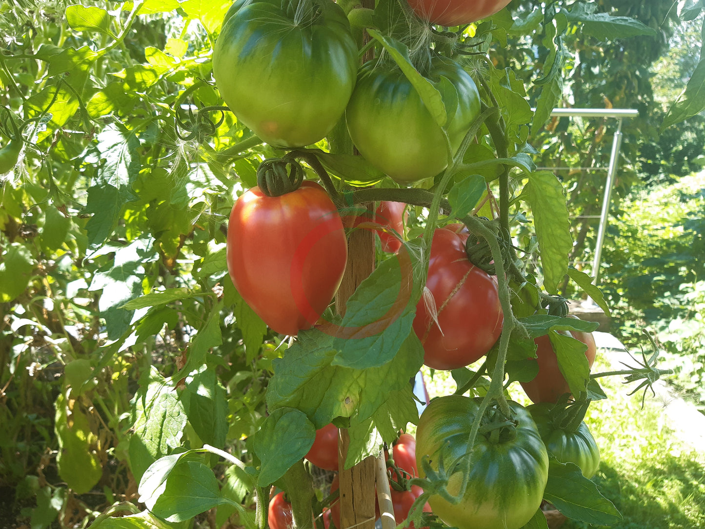 Herztomate Rast DER TOMATENFLÜSTERER