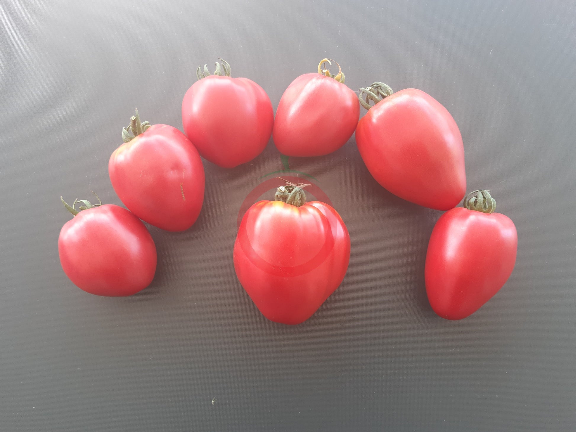 Herztomate Rast DER TOMATENFLÜSTERER