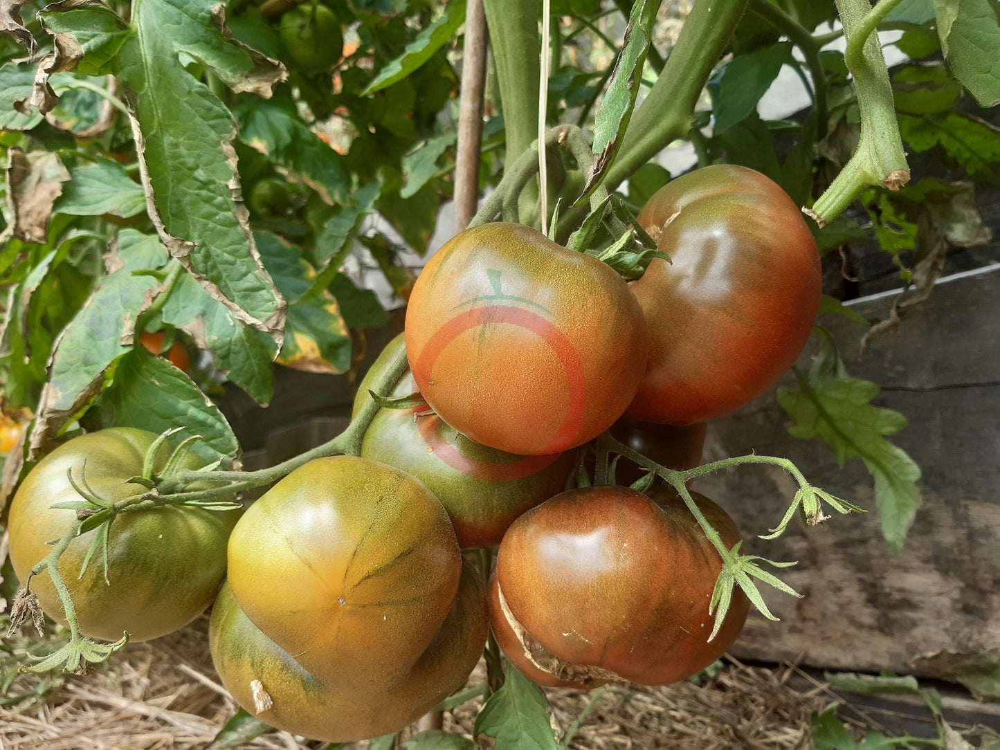 Indian Stripe DER TOMATENFLÜSTERER