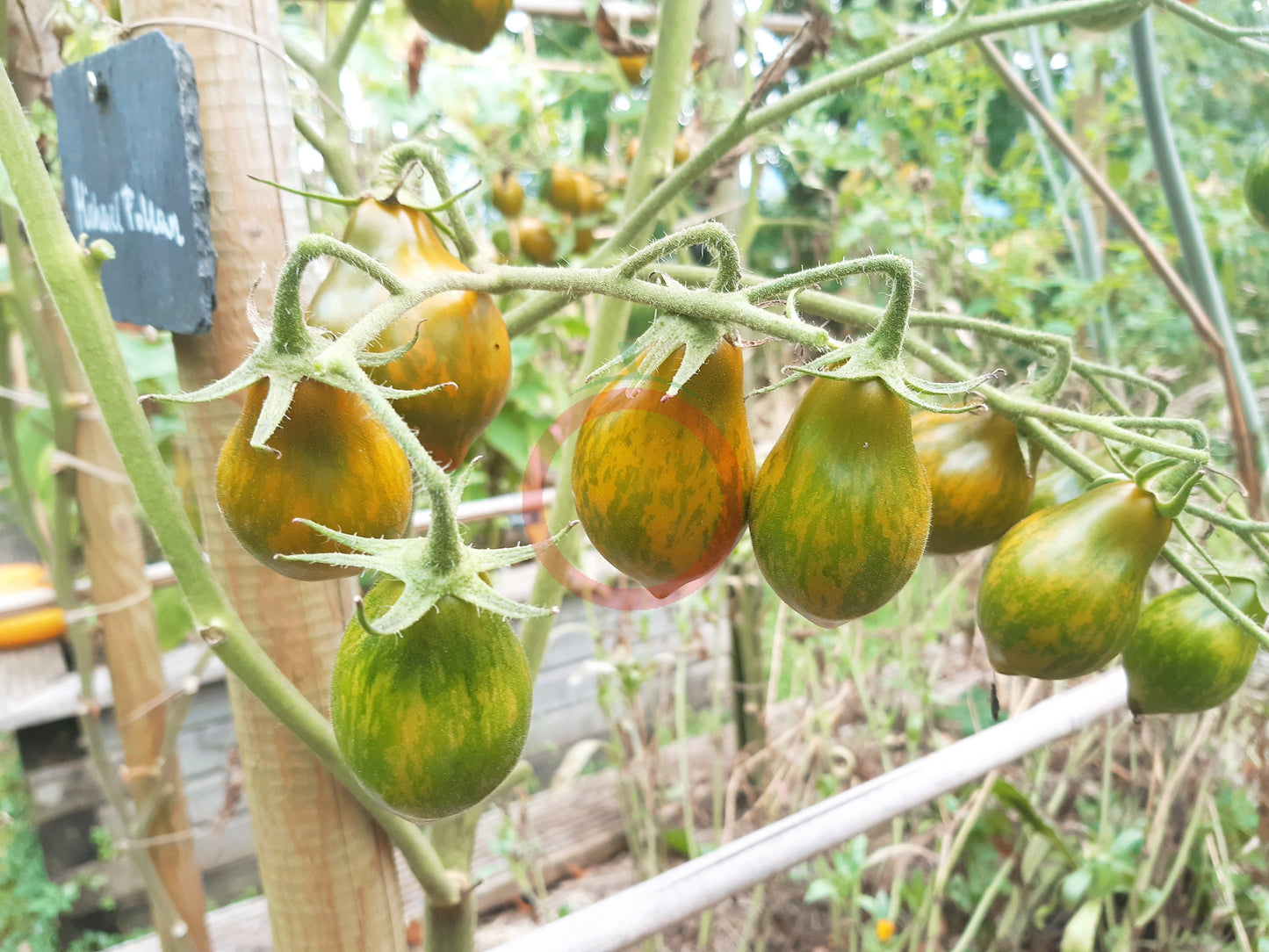 Michael Pollan DER TOMATENFLÜSTERER