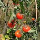 Napa Rosé DER TOMATENFLÜSTERER