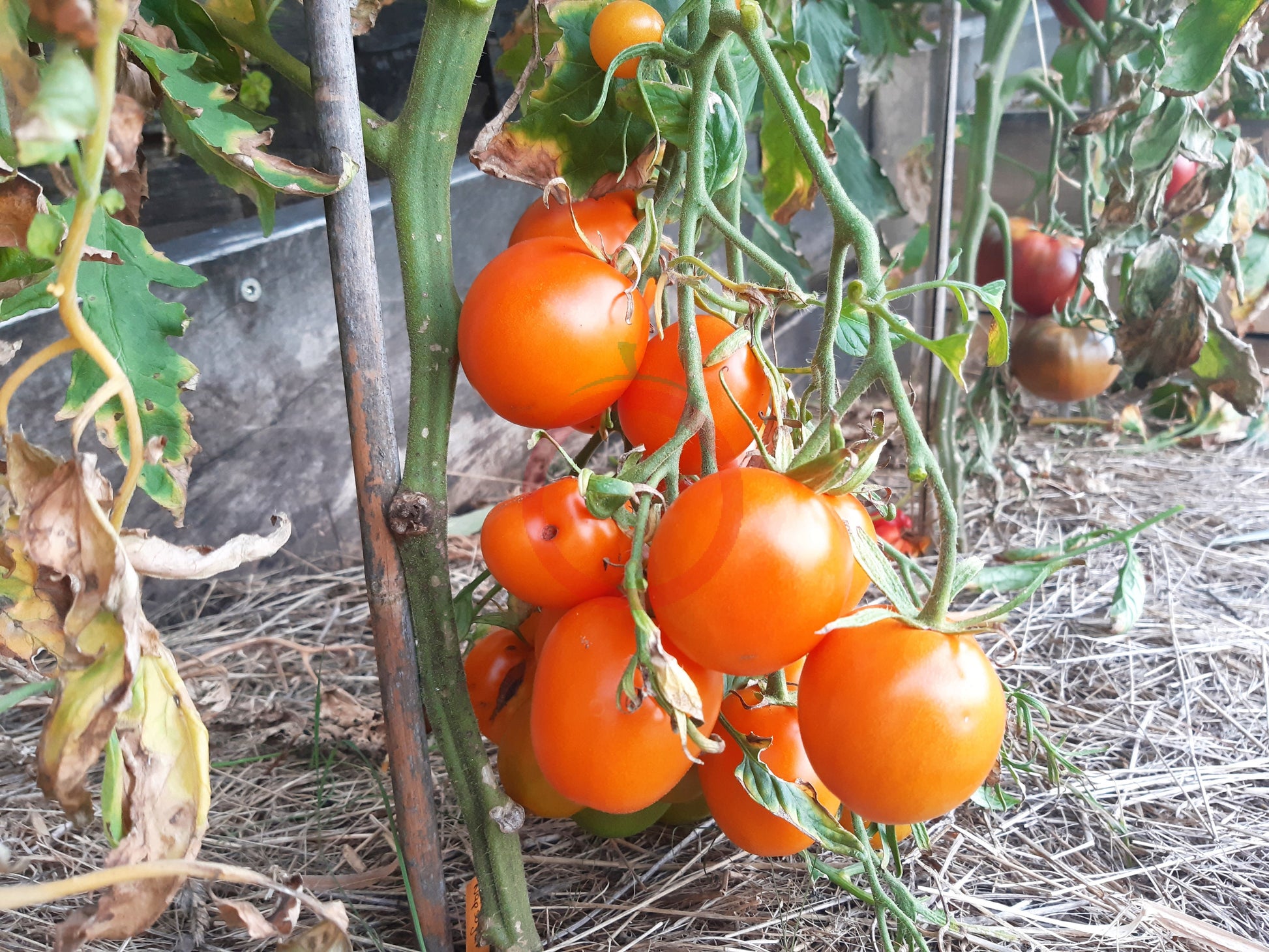 Napsugar DER TOMATENFLÜSTERER