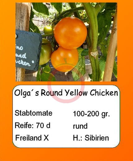 Olga´s Round Yellow Chicken DER TOMATENFLÜSTERER