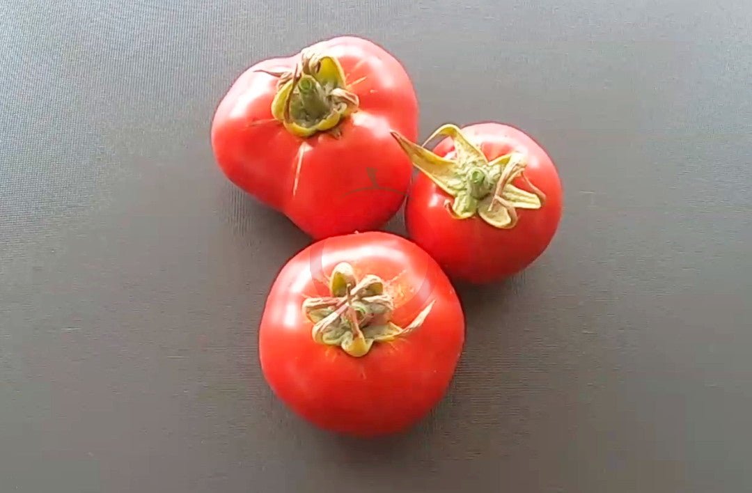 Otradny DER TOMATENFLÜSTERER