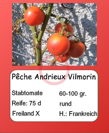 Pêche Andrieux Vilmorin DER TOMATENFLÜSTERER