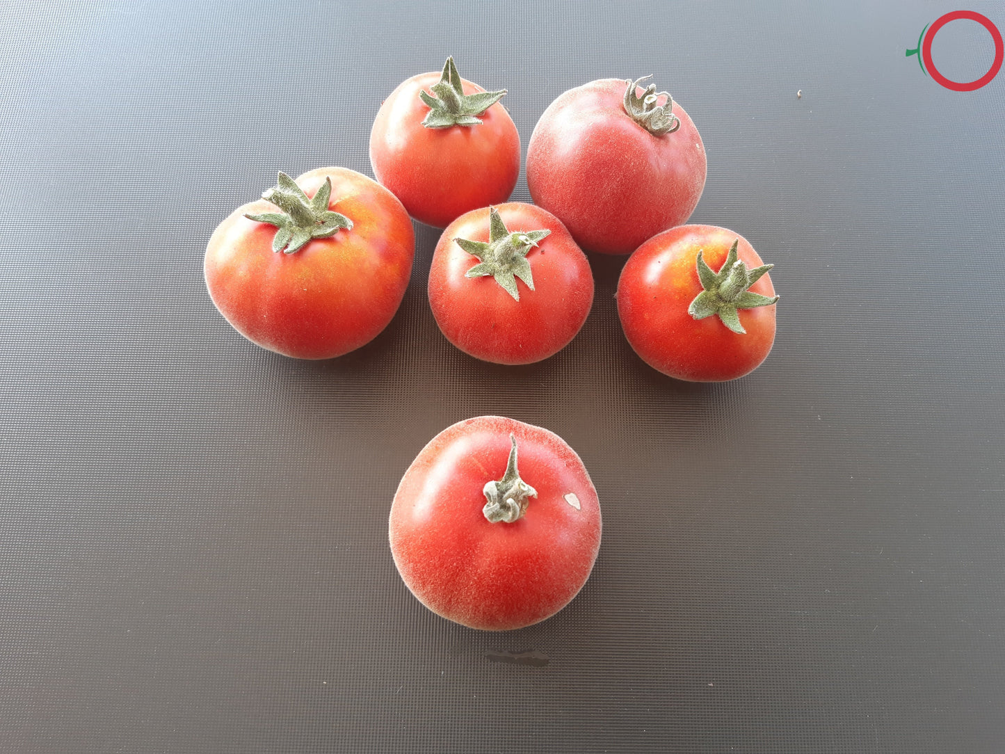 Persik DER TOMATENFLÜSTERER