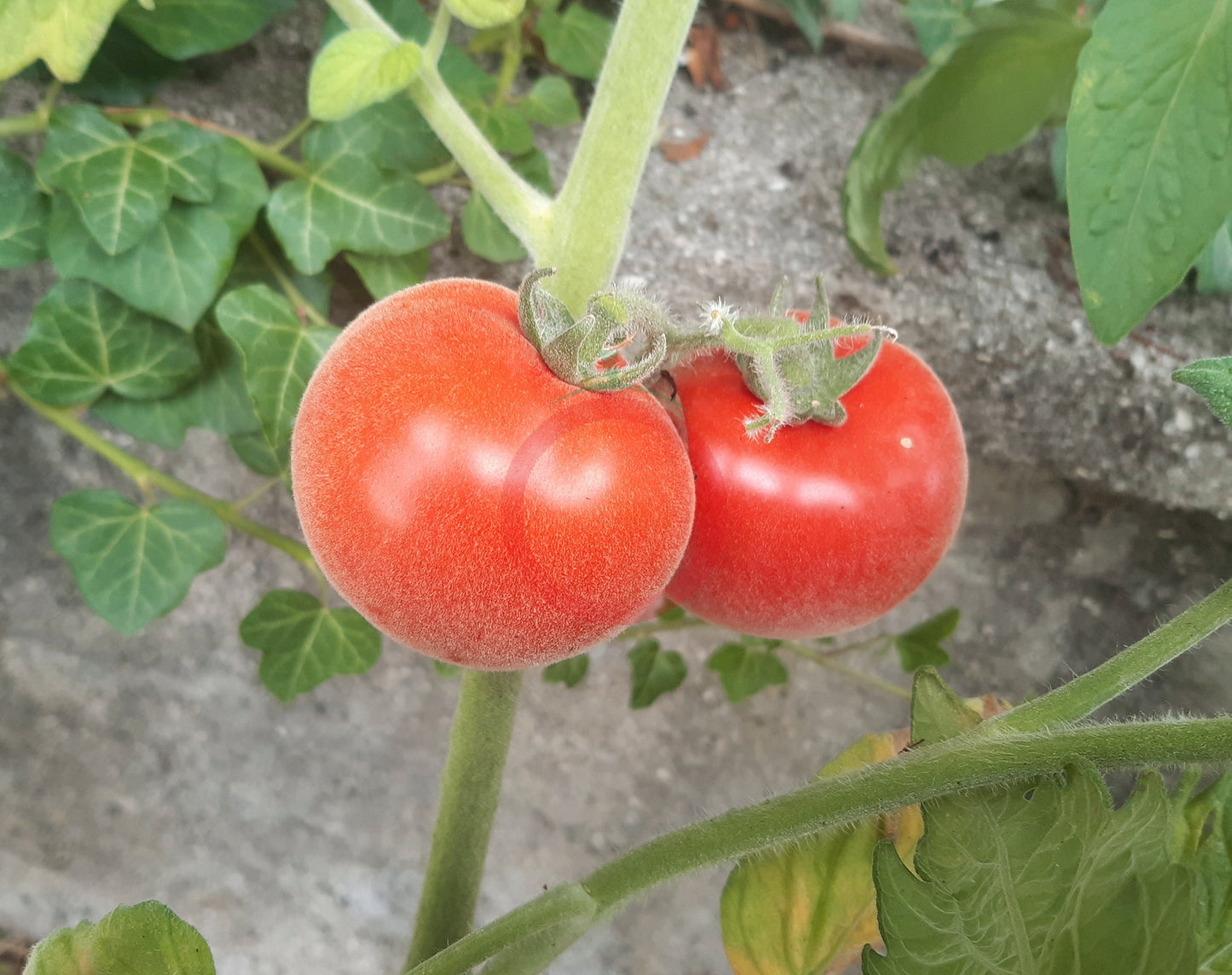 Persik DER TOMATENFLÜSTERER