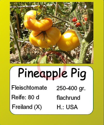 Pineapple Pig DER TOMATENFLÜSTERER