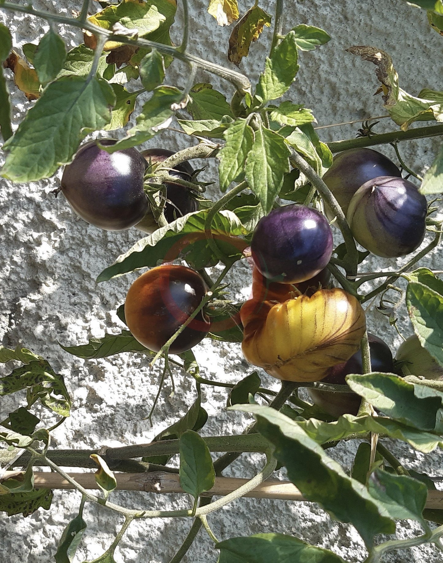 Purple Sunrise DER TOMATENFLÜSTERER