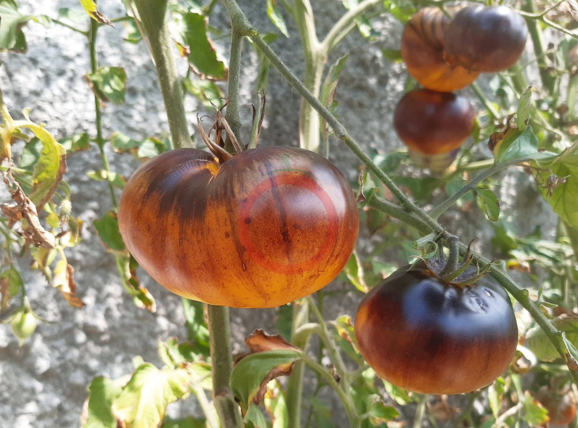 Purple Sunrise DER TOMATENFLÜSTERER