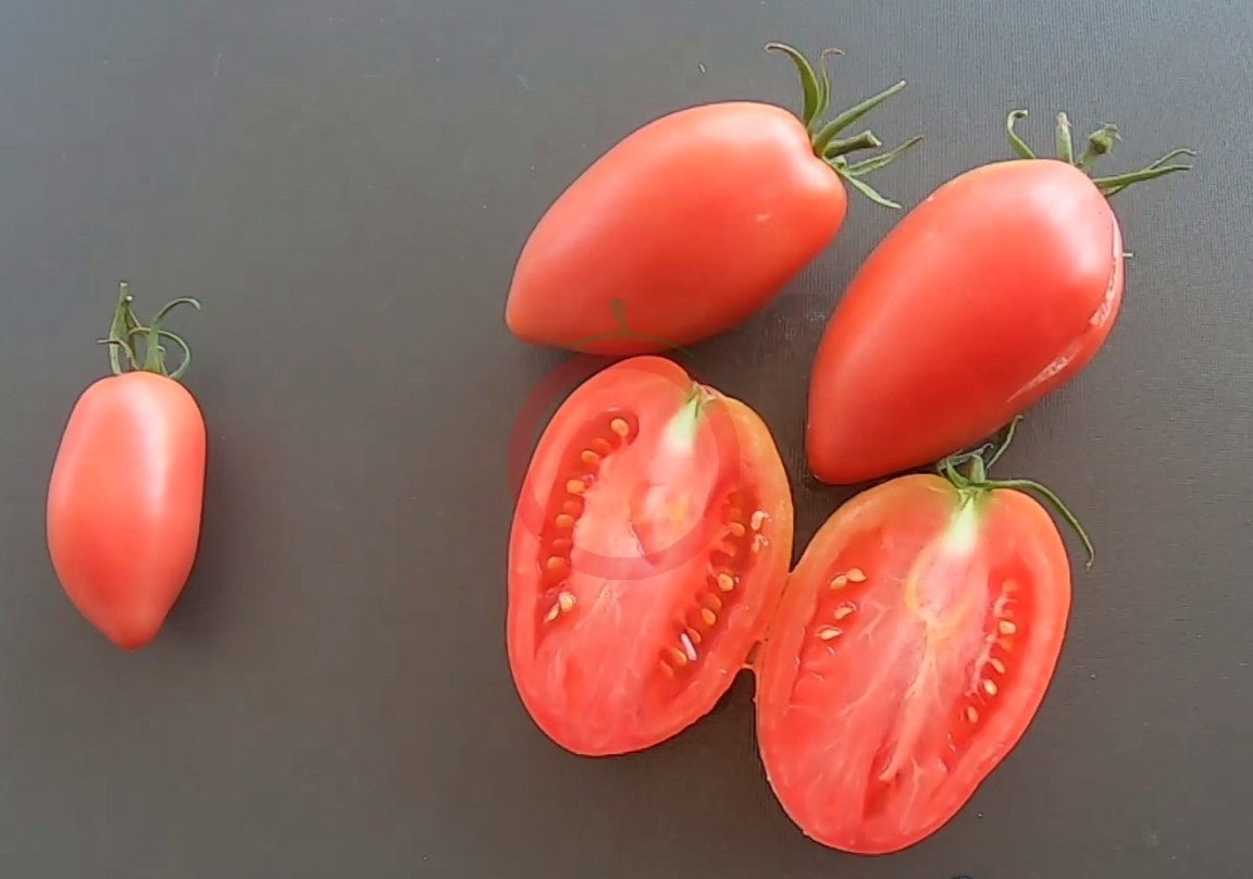 Sheboygan DER TOMATENFLÜSTERER