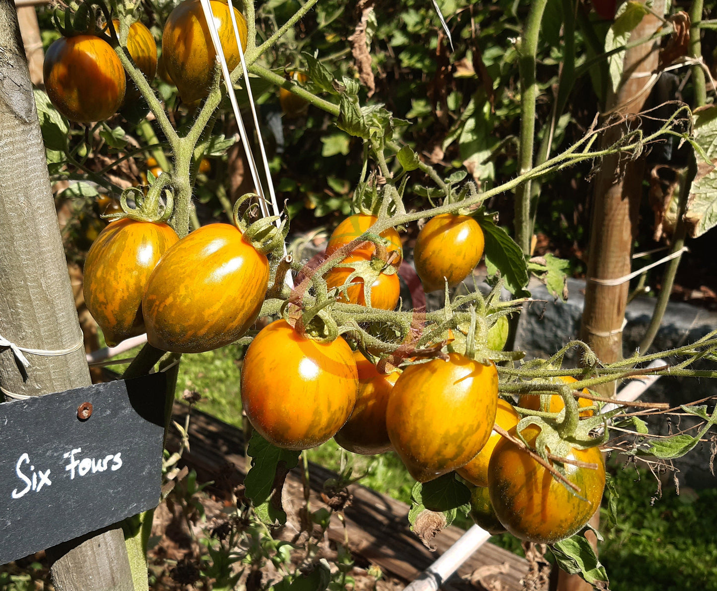 Six Fours DER TOMATENFLÜSTERER