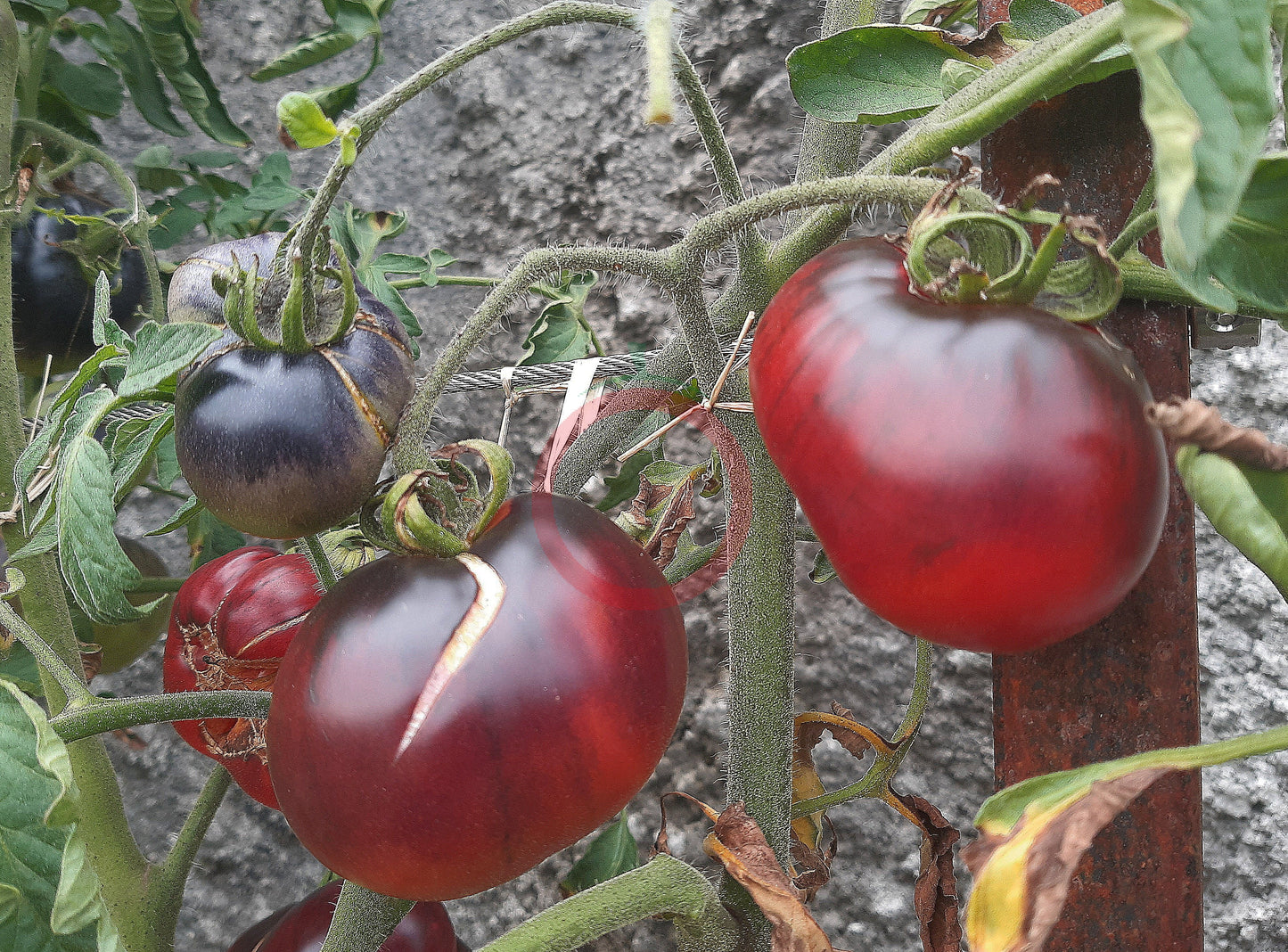 Southern Sparkle DER TOMATENFLÜSTERER