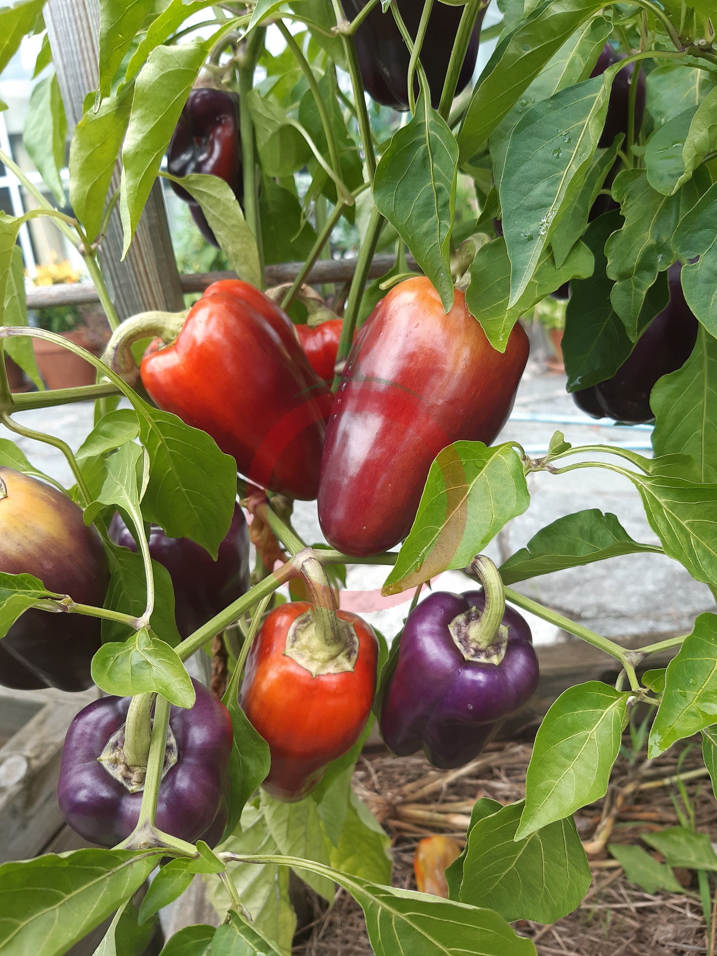 Violet Mist DER TOMATENFLÜSTERER